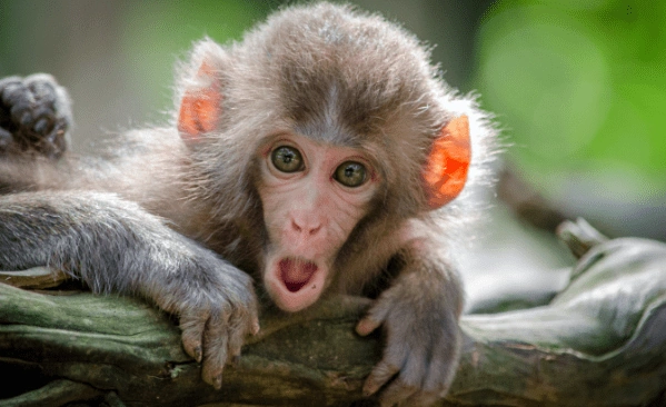 Bali Ubud Monkey Forest by www.enbali.com